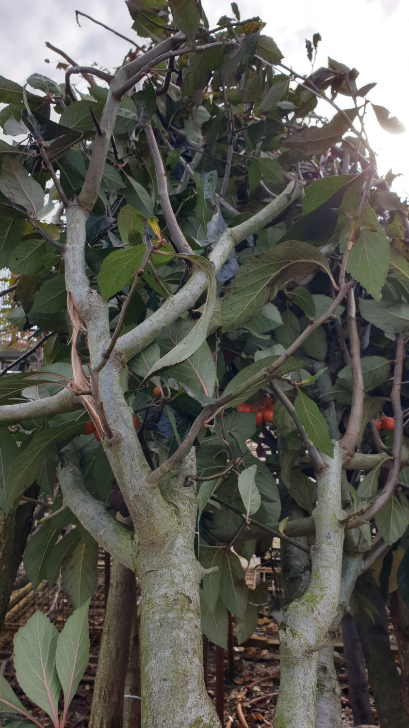 Crataegus persimilis; vorbereitet für Versand; lange Blütezeit; Einsatzmöglichkeit z.B. : Wildobst;;ab 91,00 Euro