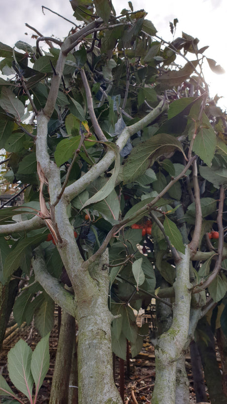 Crataegus persimilis; vorbereitet für Versand; lange Blütezeit; Einsatzmöglichkeit z.B. : Wildobst;;ab 91,00 Euro
