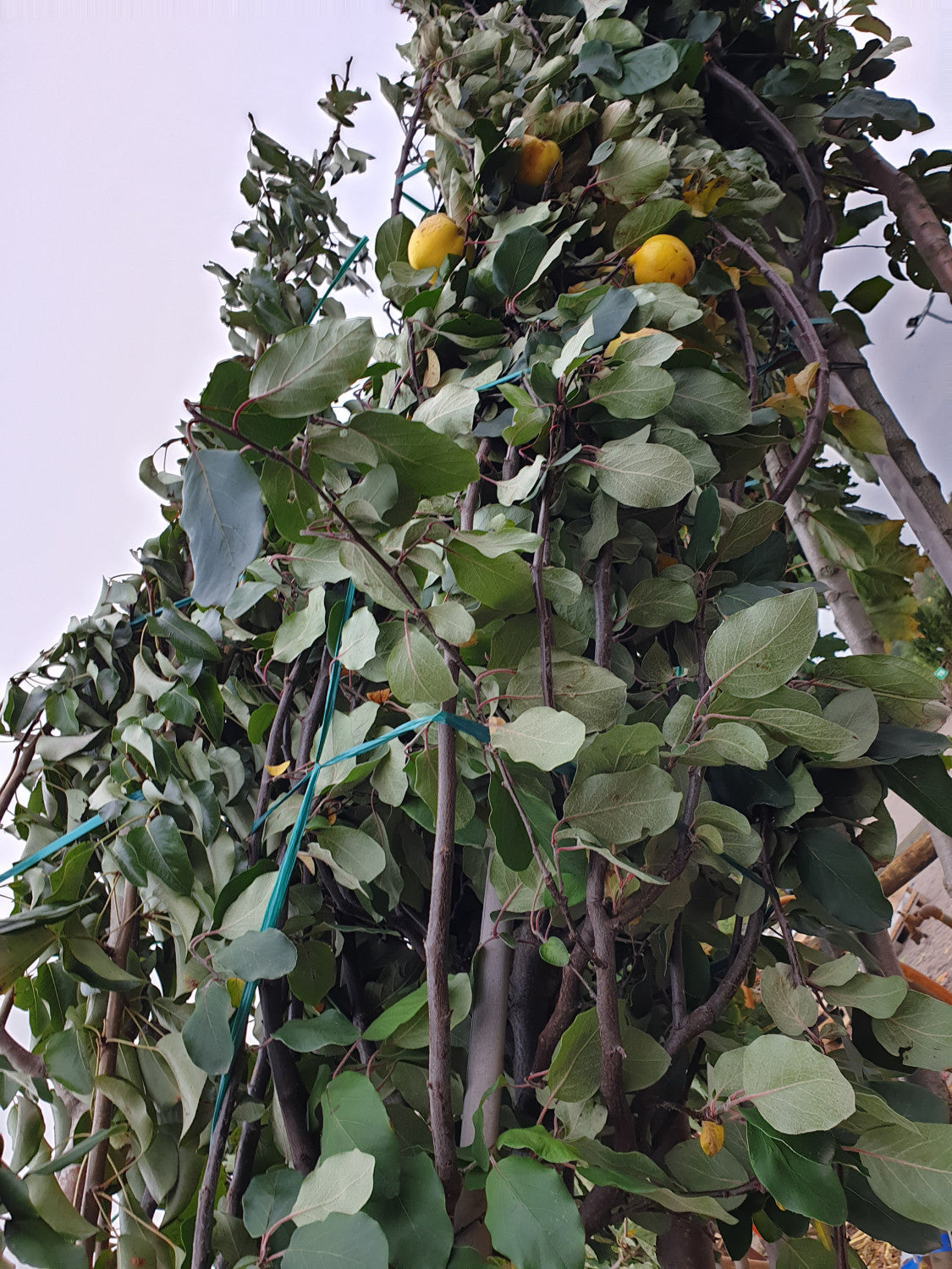 Apfelquitte Konstantinopeler; vorbereitet für Versand; pflegeleicht; Einsatzmöglichkeit z.B. : Hecke; erhältlich mit Stammumfang von ab 6 bis 18-20 cm;;günstig mit Qualität