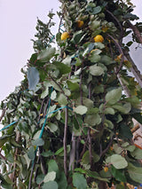 Apfelquitte Konstantinopeler; vorbereitet für Versand; pflegeleicht; Einsatzmöglichkeit z.B. : Hecke; erhältlich mit Stammumfang von ab 6 bis 18-20 cm;;günstig mit Qualität