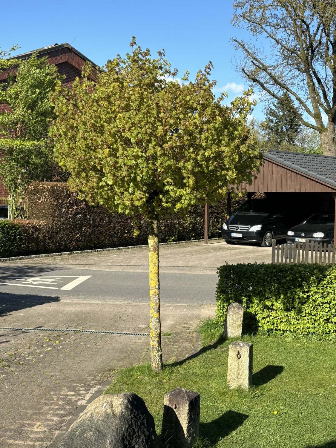 Acer platanoides 'Globosum' (Kugelahorn 'Globosum')