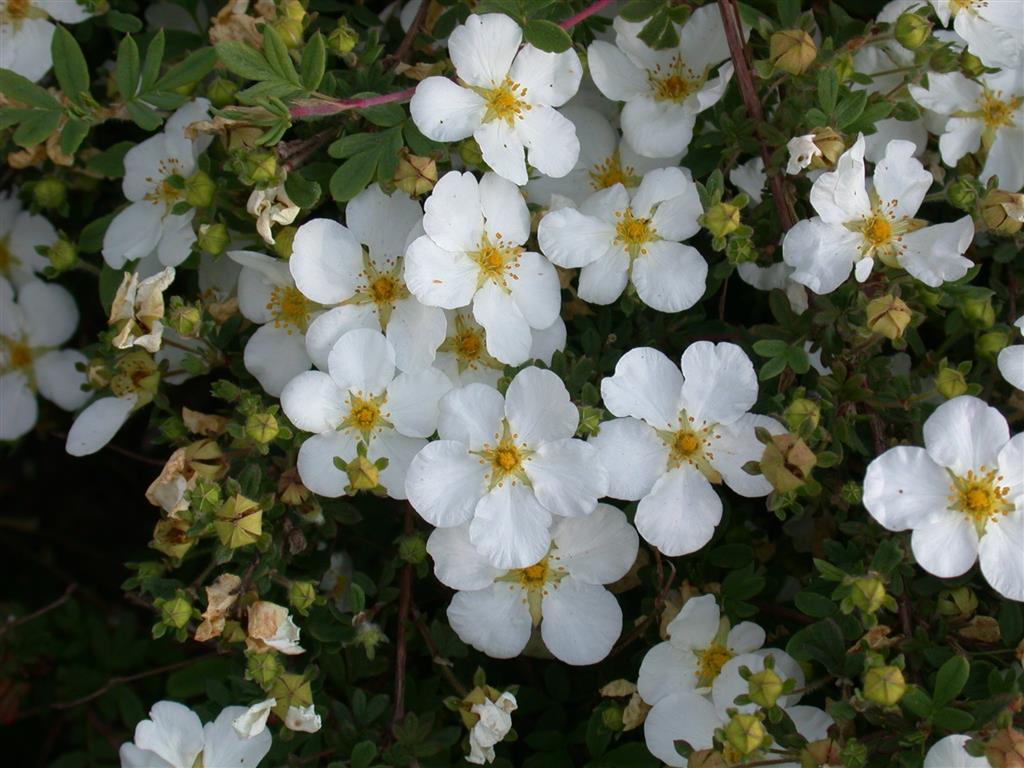 Potentilla 'Abbotswood' mit Blüte; Einsatz: ;;ab 4,10 Euro