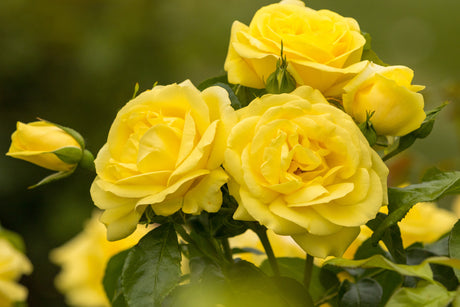 Rosa 'Emil Nolde Rose' STR mit Blüte; Einsatz: ;;ab 9,50 Euro