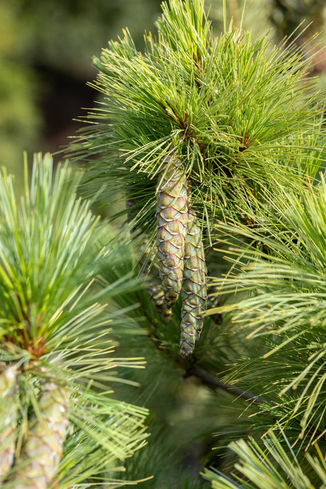 Pinus peuce , erhältlich von 20-30 bis 175-200 cm;;ab 2,18 Euro