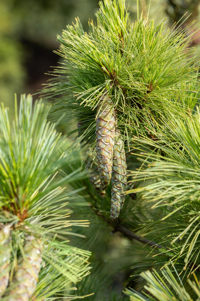 Pinus peuce , erhältlich von 20-30 bis 175-200 cm;;ab 2,18 Euro