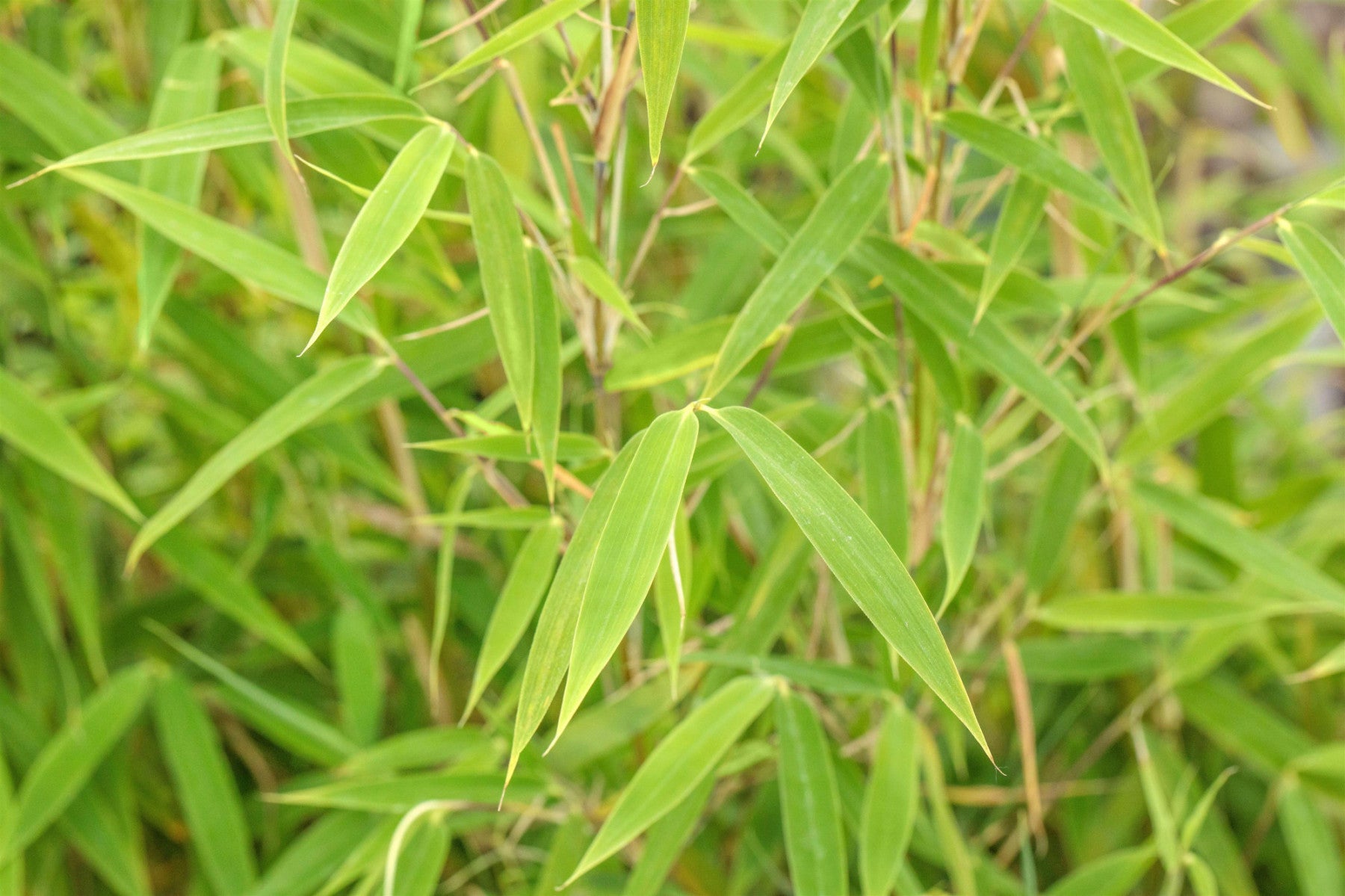 Fargesia murieliae 'Bimbo' (Gartenbambus 'Bimbo')