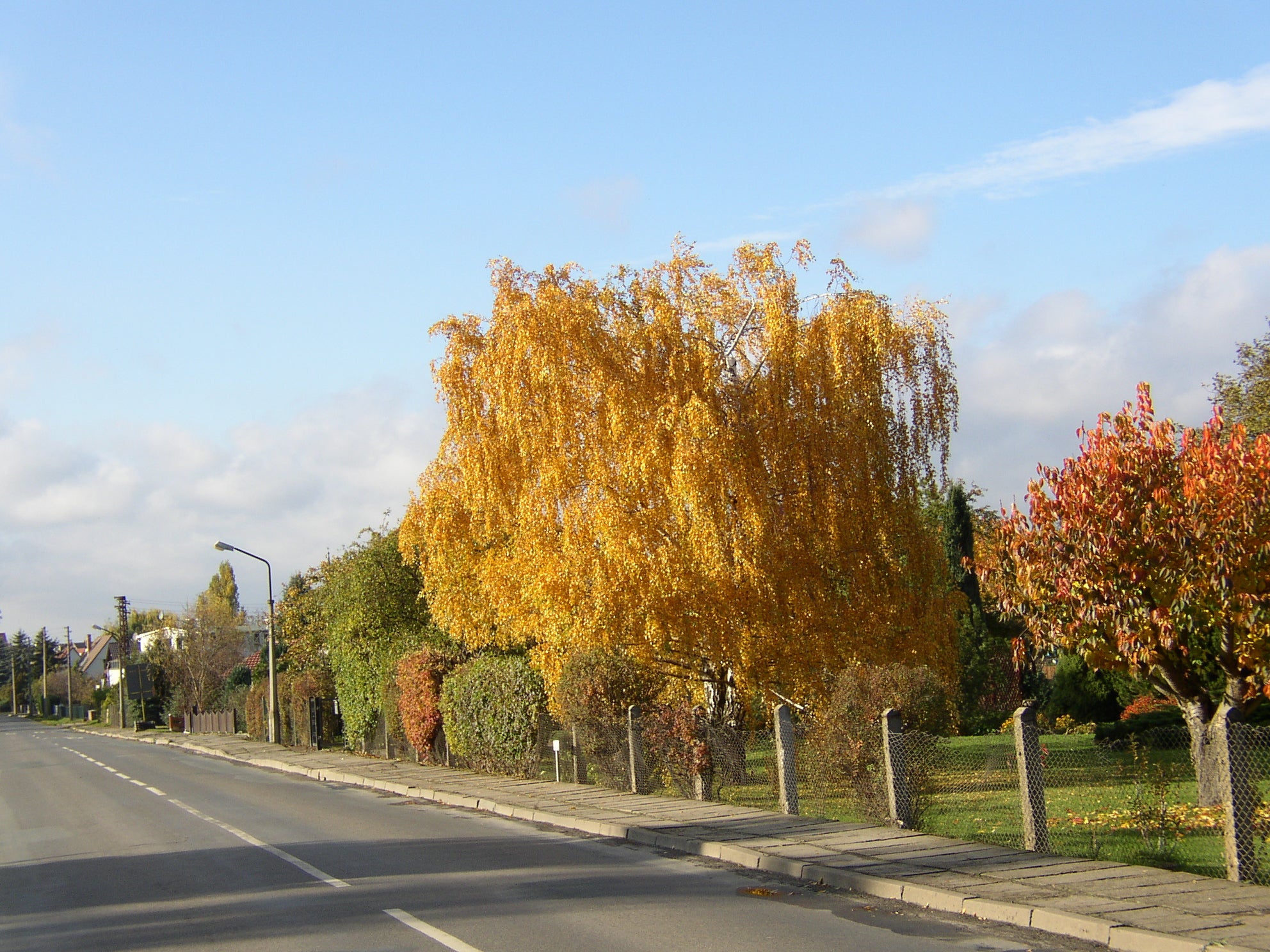 Betula pendula 'Tristis' (Hängebirke)