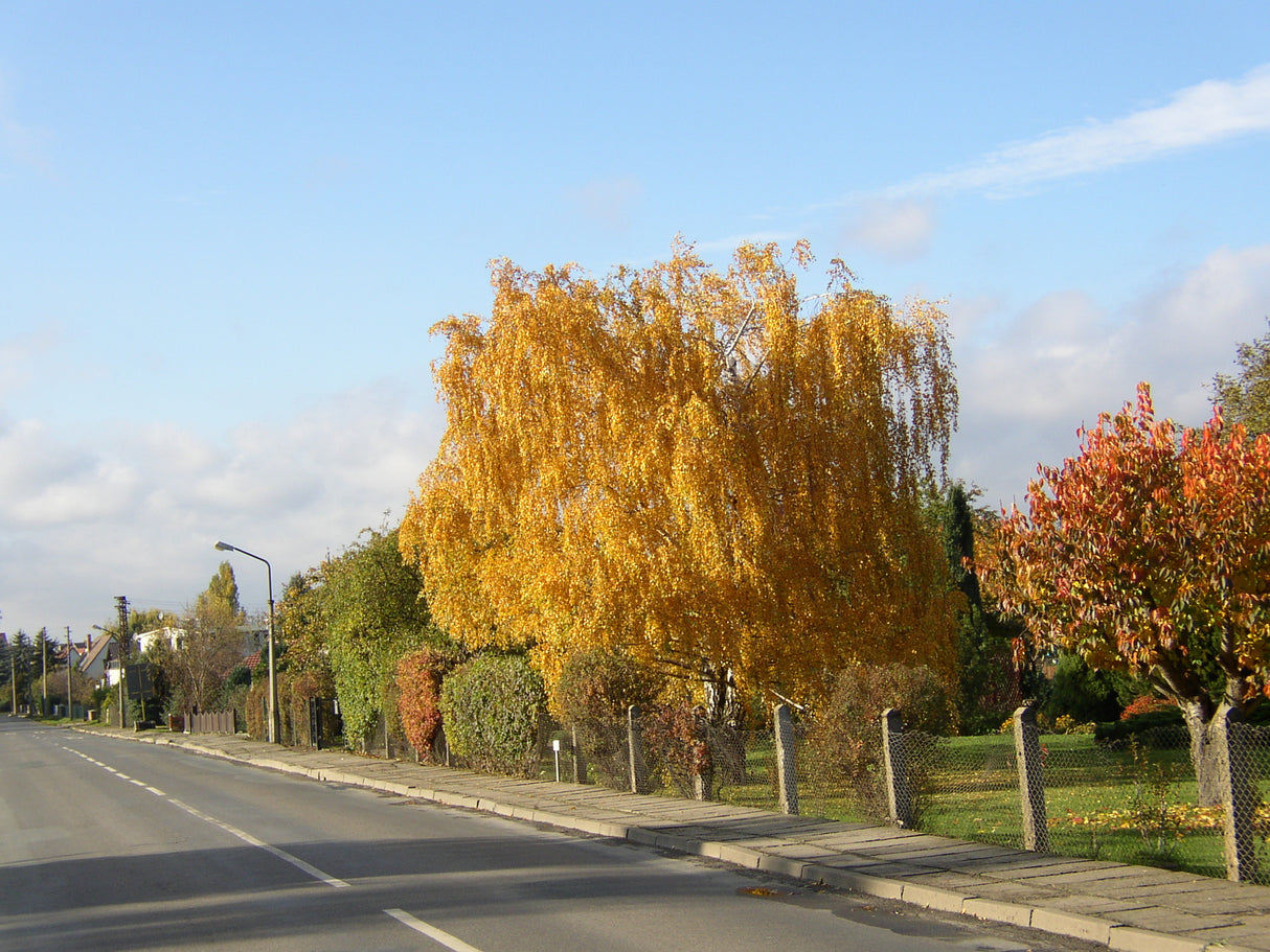 Betula pendula 'Tristis' mit Herbstlaub, erhältlich von 270-330 bis 450-650 cm; Einsatz: ;;ab 311,00 Euro