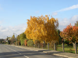 Betula pendula 'Tristis' mit Herbstlaub, erhältlich von 270-330 bis 450-650 cm; Einsatz: ;;ab 311,00 Euro
