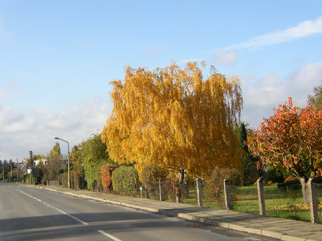 Betula pendula 'Tristis' mit Herbstlaub, erhältlich von 270-330 bis 450-650 cm; Einsatz: ;;ab 311,00 Euro