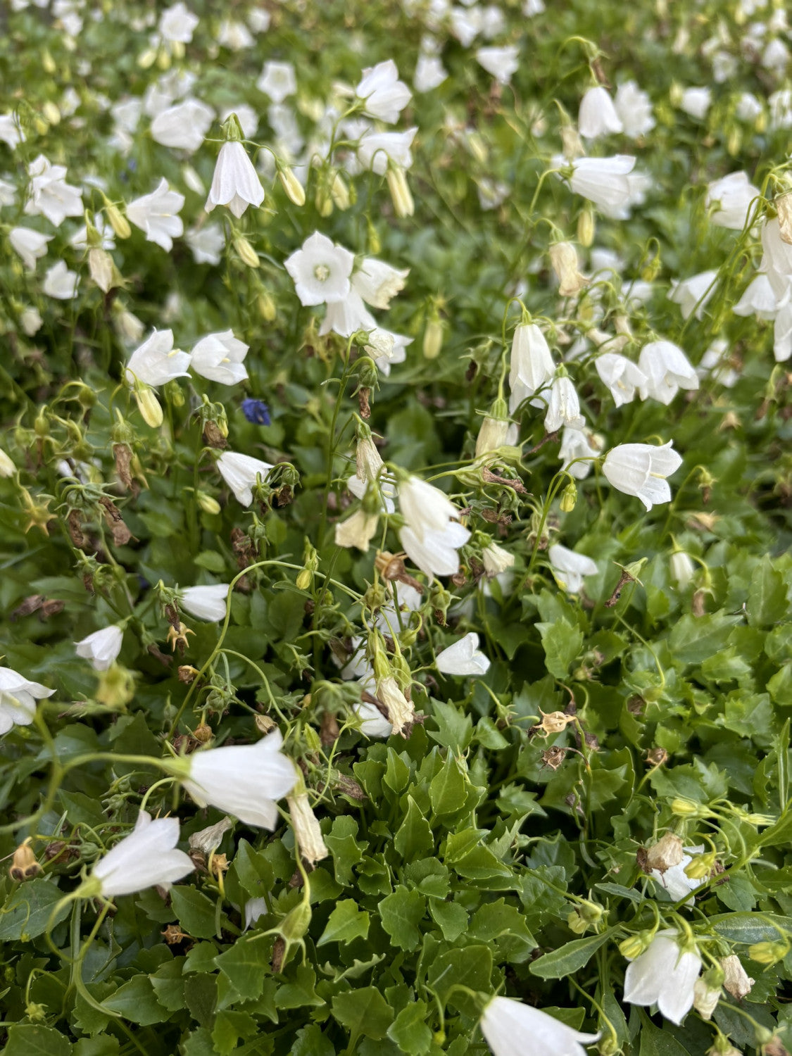 Weiße Garten-Glockenblume pflegeleicht;;günstig mit Qualität