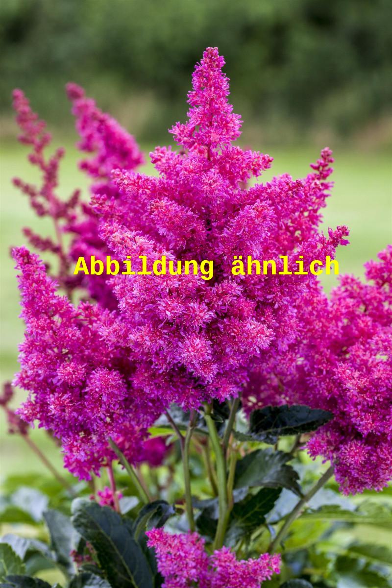 Astilbe x arendsii 'Federsee' (Arends Garten-Prachtspiere)