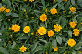 Coreopsis grandiflora 'Early Sunrise'; lange Blütezeit;;ab 0,00 Euro