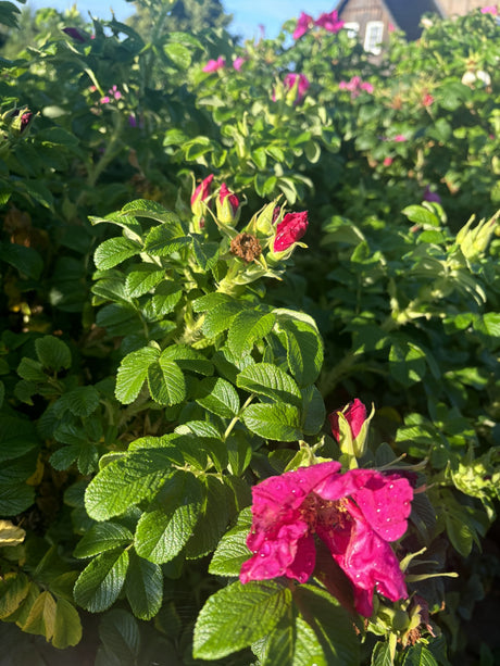Rosa rugosa mit Blüte, erhältlich von 40-70 bis 70-90 cm; Einsatz: ;;ab 2,12 Euro