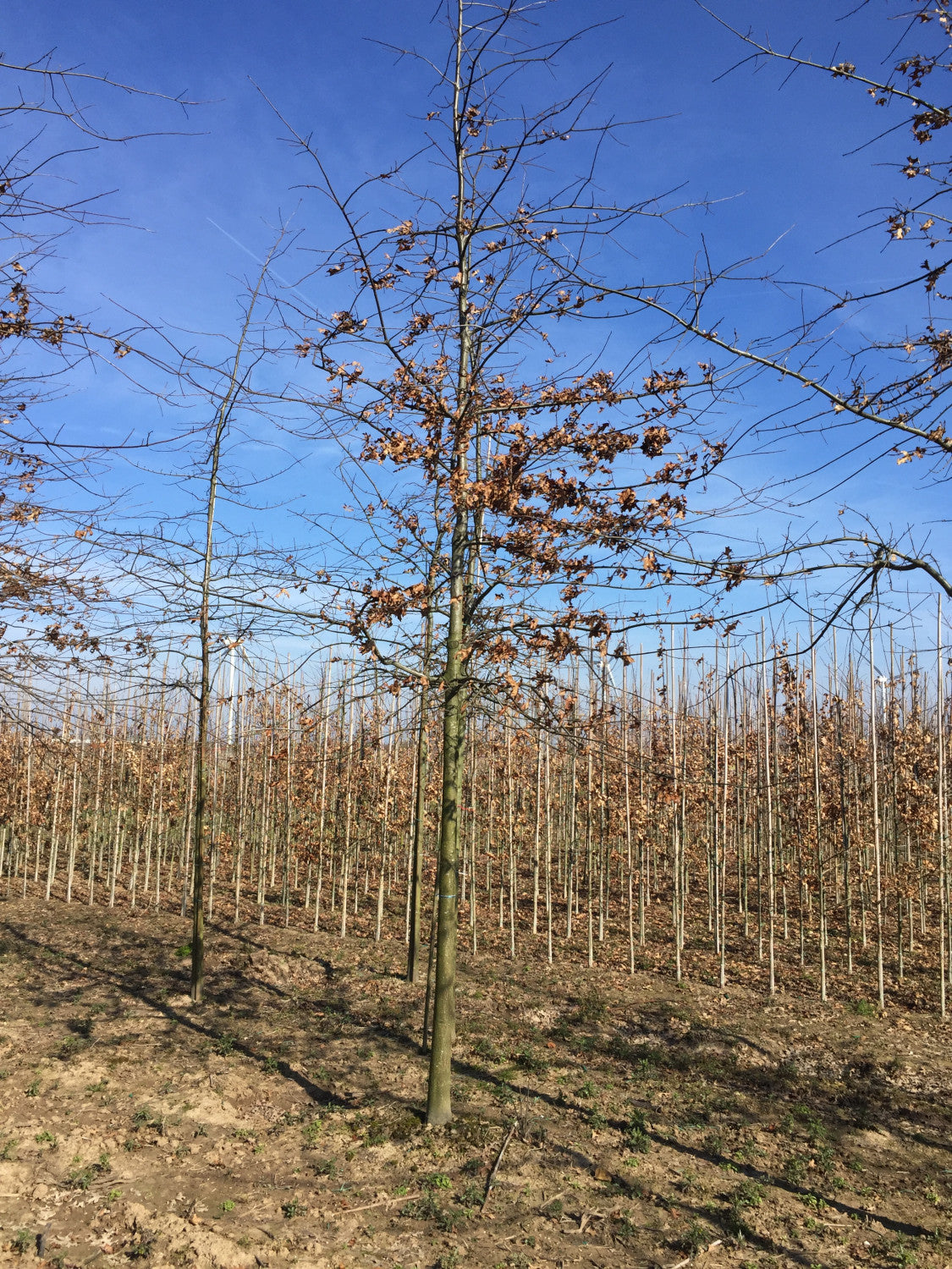 Sumpfeiche mit Winterlaub, erhältlich als: Hochstamm, Heister, verschulte Heister, Alleebaum; Einsatz: Alleenbäumeattraktive Herbstfärbung;;günstig mit Qualität