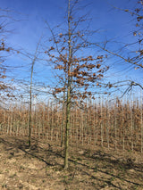 Sumpfeiche mit Winterlaub, erhältlich als: Hochstamm, Heister, verschulte Heister, Alleebaum; Einsatz: Alleenbäumeattraktive Herbstfärbung;;günstig mit Qualität