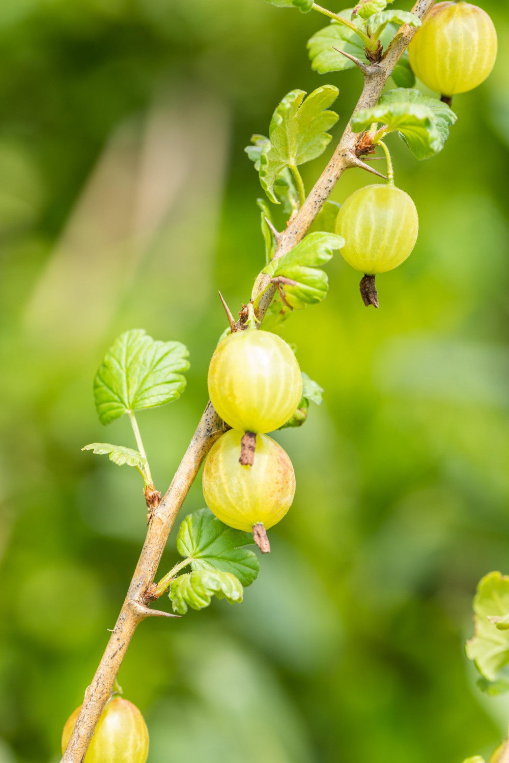 Ribes uva-crispa mit Früchten, erhältlich von 40-60 bis 60-100 cm; Einsatz: ;;ab 5,75 Euro