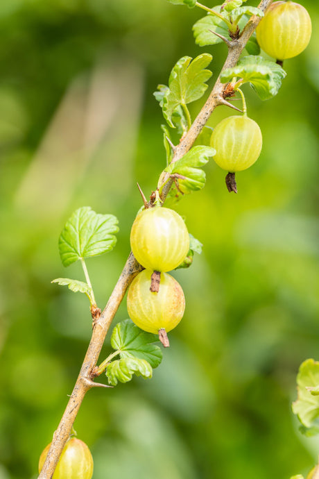 Ribes uva-crispa mit Früchten, erhältlich von 40-60 bis 60-100 cm; Einsatz: ;;ab 5,75 Euro