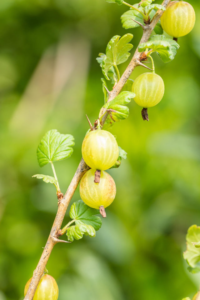 Ribes uva-crispa mit Früchten, erhältlich von 40-60 bis 60-100 cm; Einsatz: ;;ab 5,75 Euro