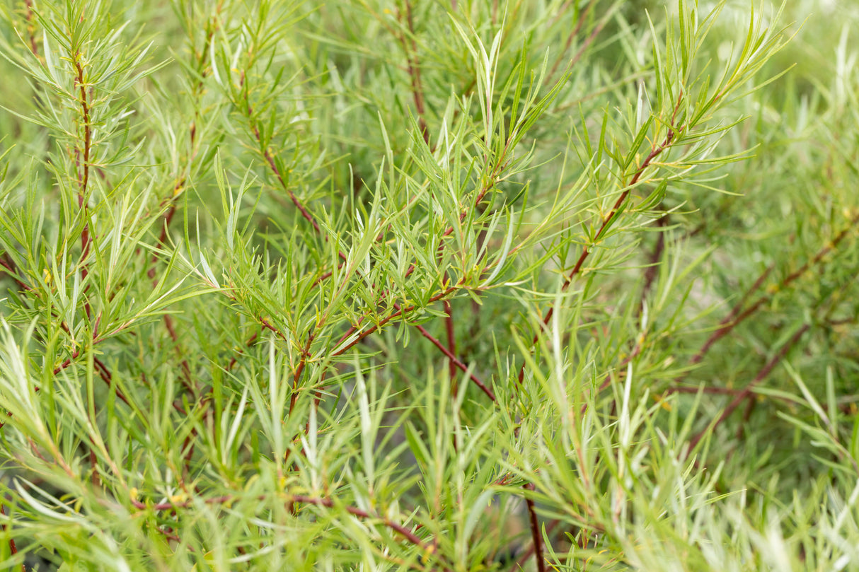 Salix rosmarinifolia mit Belaubung, erhältlich von 40-70 bis 80-120 cm; Einsatz: ;;ab 1,95 Euro