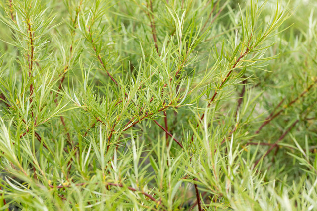 Salix rosmarinifolia mit Belaubung, erhältlich von 40-70 bis 80-120 cm; Einsatz: ;;ab 1,95 Euro