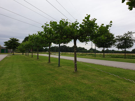 Synonym (alte Bezeichnung): Platanus acerifolia; in Gruppe; stadtklimafest; Einsatzmöglichkeit z.B. : Uferbepflanzung;;ab 33,30 Euro