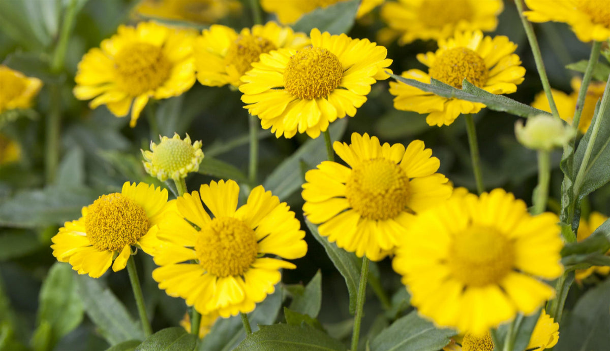 Helenium x cult., goldgelb (Garten-Sonnenbraut) hier günstig kaufen ...