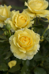 Rosa 'China Girl' BT; hier mit Blüte; duftende Blüten; Einsatzmöglichkeit z.B. : Einzelstellung;;ab 13,10 Euro