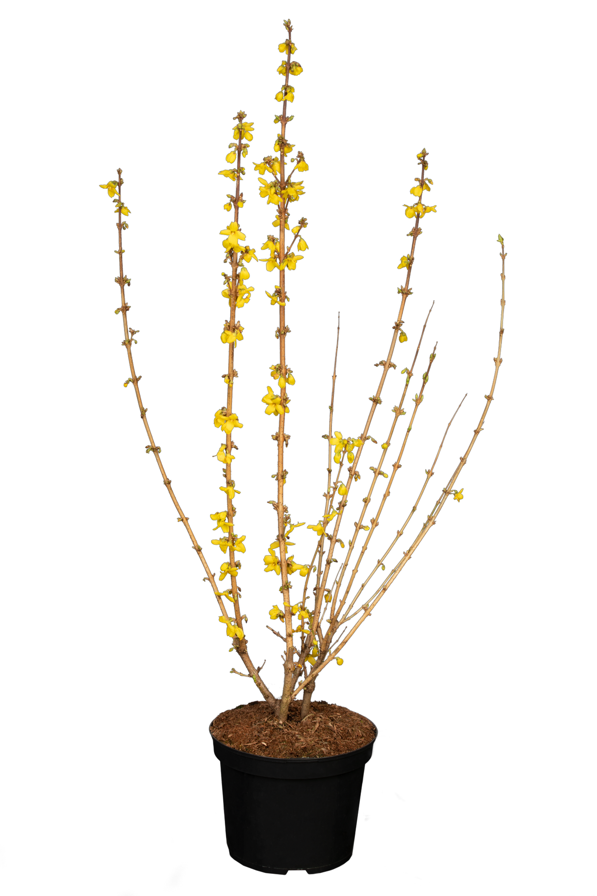 Forsythia intermedia 'Goldrausch' im Topf; Einsatz: solitärpflanzeanspruchslos;;mit zeitnaher Lieferung