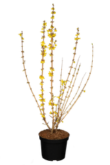 Forsythia intermedia 'Goldrausch' im Topf; Einsatz: solitärpflanzeanspruchslos;;mit zeitnaher Lieferung