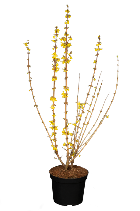 Forsythia intermedia 'Goldrausch'; hier im Topf; dekorativ; Einsatzmöglichkeit z.B. : bienenweide;;mit zeitnaher Lieferung