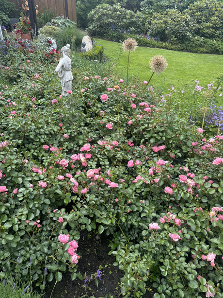 Rosa 'Sommerwind' BDR mit Blüte; Einsatz: ;;ab 8,10 Euro