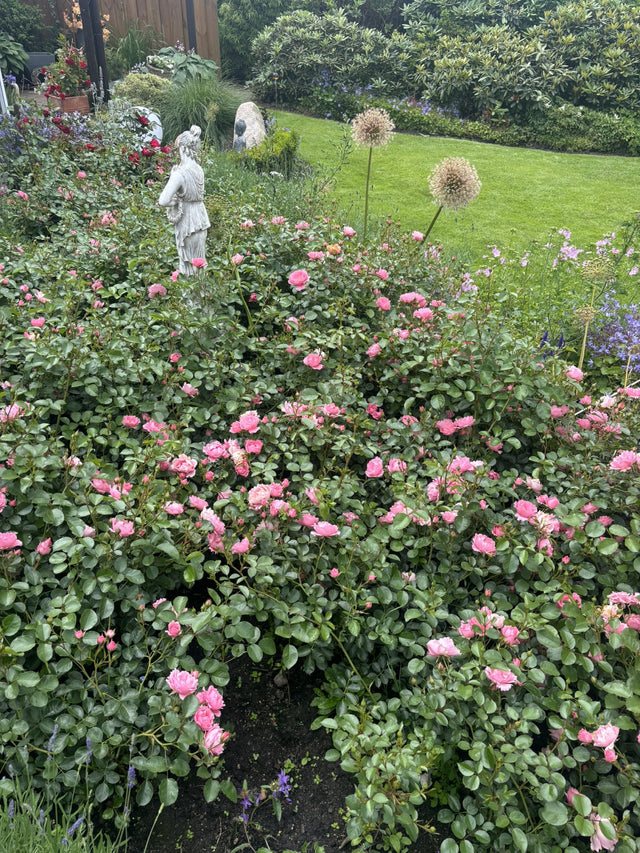Rosa 'Sommerwind' BDR mit Blüte; Einsatz: ;;ab 8,10 Euro
