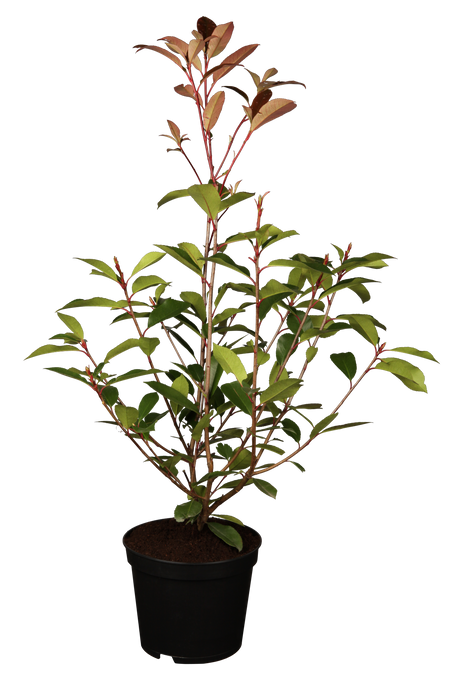 Photinia fraseri 'Red Robin'; hier im Topf; immergrün; Einsatzmöglichkeit z.B. : Solitärpflanze;;Pflanzen vom Profi