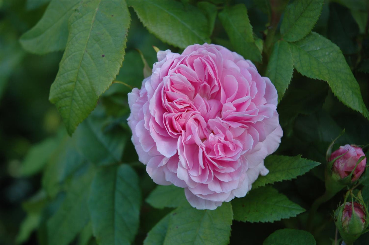 Rosa 'Jacques Cartier' STR mit Blüte; Einsatz: ;;ab 7,60 Euro