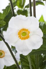 Anemone sylvestris; hier mit Blüte; schneckensicher (schneckenresistent); Einsatzmöglichkeit z.B. : Staudenbeet;;ab 0,00 Euro