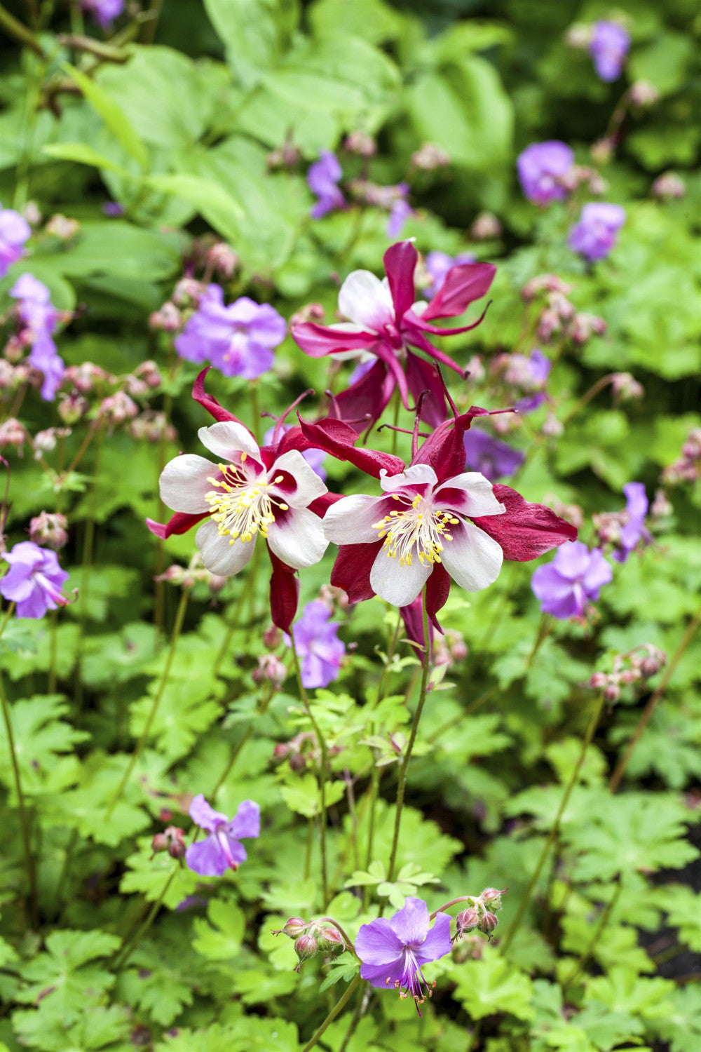 Aquilegia caerulea 'Biedermeier' mit Blüte; Einsatz: ;;ab 3,85 Euro