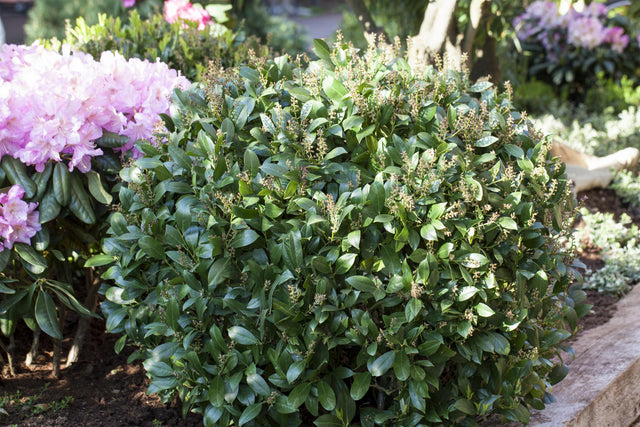 Prunus lauroc. 'Mano' als Pflanze im Beet, erhältlich von 30-40 bis 100-125 cm; Einsatz: ;;ab 14,00 Euro