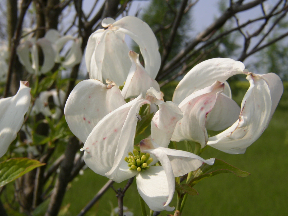 Cornus florida mit Blüte, erhältlich von 40-60 bis 175-200 cm; Einsatz: ;;ab 41,60 Euro