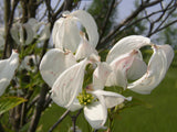 Cornus florida mit Blüte, erhältlich von 40-60 bis 175-200 cm; Einsatz: ;;ab 41,60 Euro