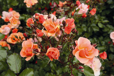 Rosa 'Jazz' BDR mit Blüte; Einsatz: ;;ab 8,10 Euro