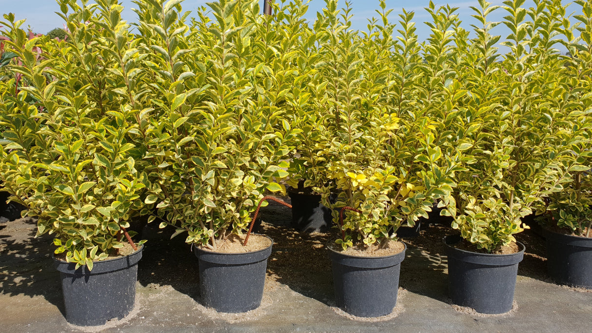 Synonym (alte Bezeichnung): Ligustrum lucidum 'Aureum' als Pflanze im Beet; Einsatz: Sichtschutzimmergrün;;mit zeitnaher Lieferung