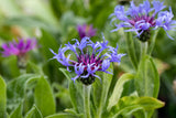 Centaurea montana; hier mit Blüte; lange Blütezeit; Einsatzmöglichkeit z.B. : Steingärten;;ab 0,00 Euro