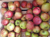 Apfel 'Gravensteiner' mittel mit Früchten, verfügbar in 19 Größen und Varianten; Einsatz: Obstbaum, mittelgroße Früchte;;hier kaufen