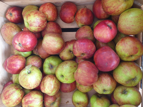 Apfel 'Gravensteiner' mittel mit Früchten, verfügbar in 19 Größen und Varianten; Einsatz: Obstbaum, mittelgroße Früchte;;hier kaufen