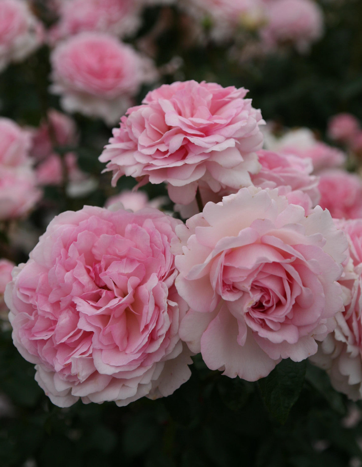 Rosa 'Alcantara' BDR mit Blüte; Einsatz: ;;ab 6,50 Euro