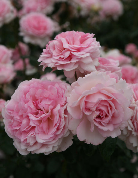 Rosa 'Alcantara' BDR mit Blüte; Einsatz: ;;ab 6,50 Euro