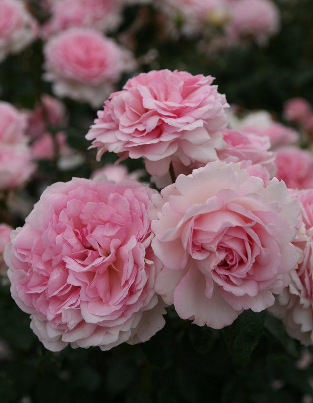 Rosa 'Alcantara' BDR mit Blüte; Einsatz: ;;ab 6,50 Euro