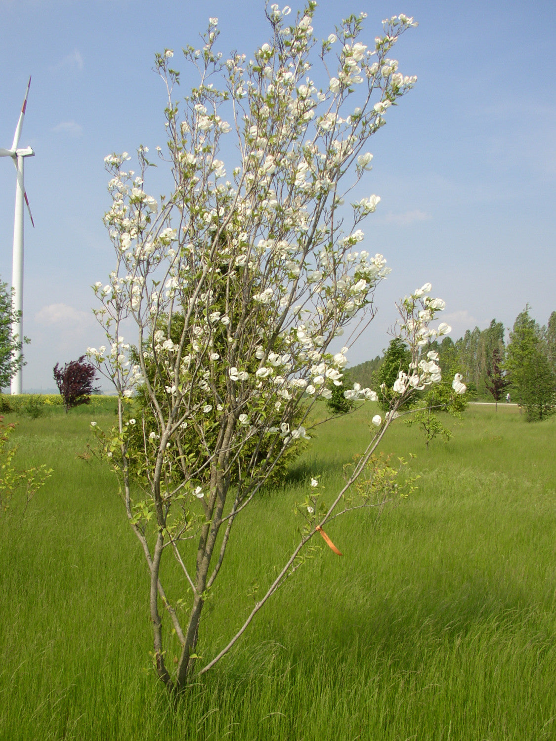 Amerik. Blumen-Hartriegel mit Blüte, verfügbar in 11 Größen und Varianten; Einsatz: Solitärpflanzeblütenpracht;;hier kaufen