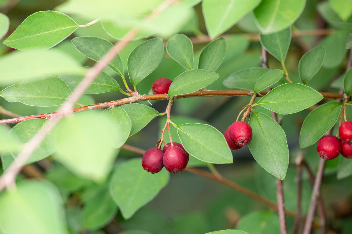 Cotoneaster multiflorus mit Früchten, erhältlich von 60-100 bis 175-200 cm; Einsatz: ;;ab 13,00 Euro
